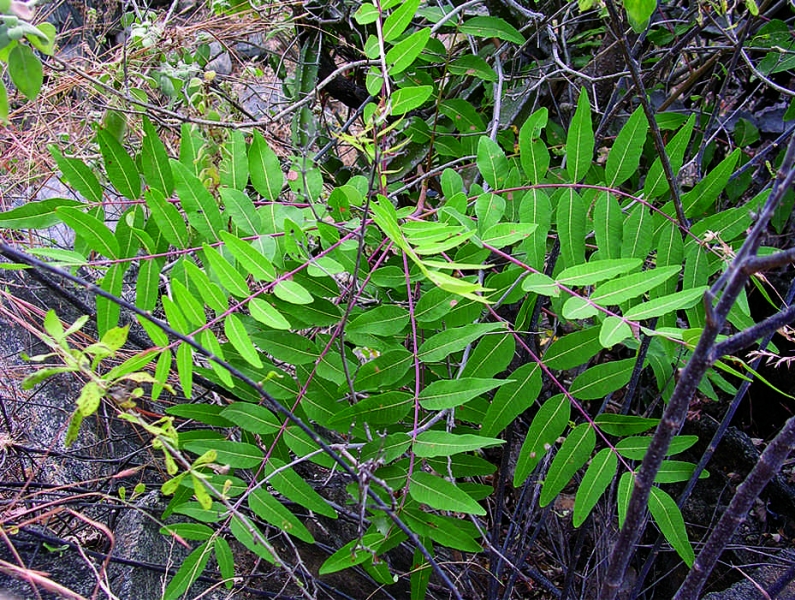 La boswelia serrata